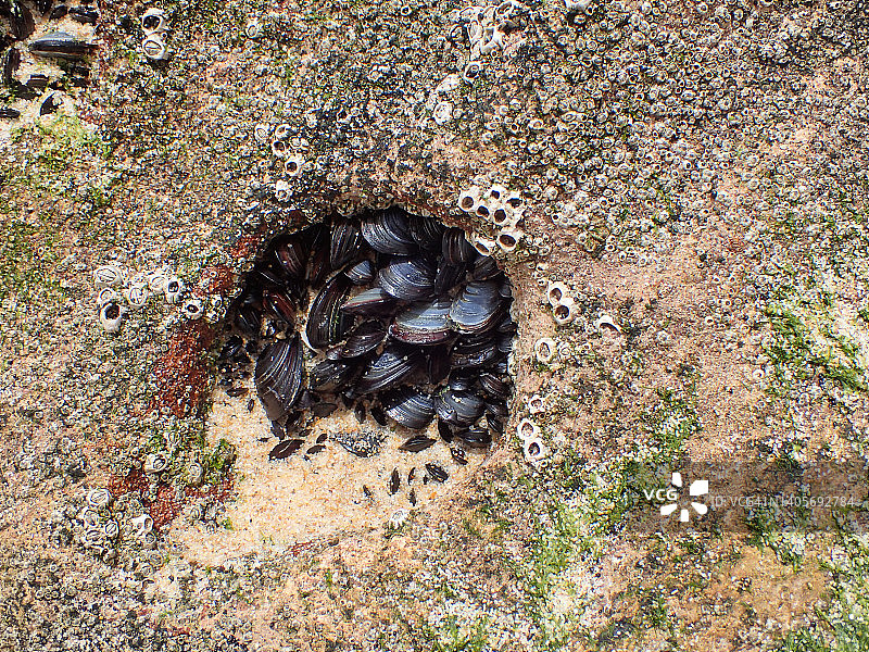 岩石上的贻贝。萨勒马海滩，西阿尔加维，葡萄牙图片素材