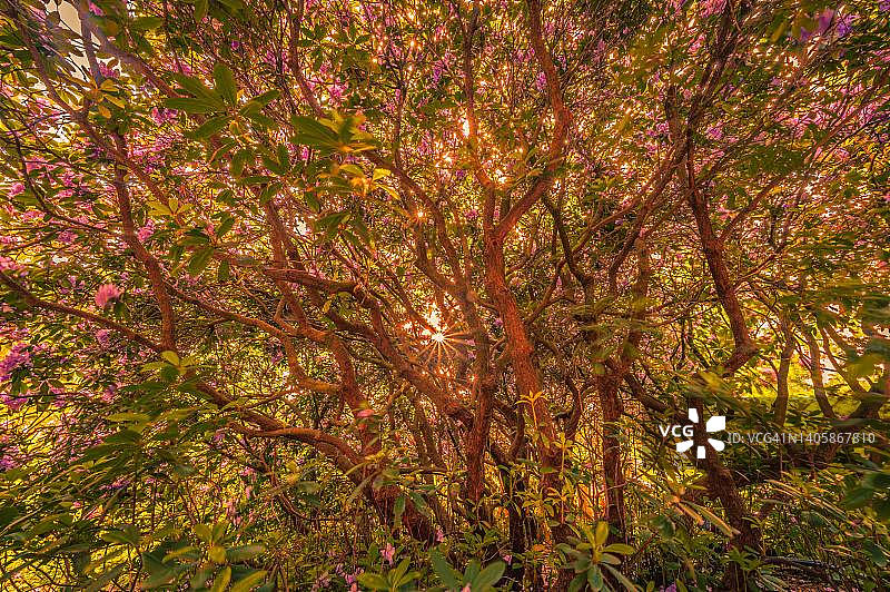 在德国下萨克森州的Hambuehren，太阳和阳光透过杜鹃花(杜鹃花)的叶子图片素材