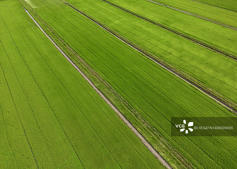 鸟瞰泰国乡村的稻田图片素材