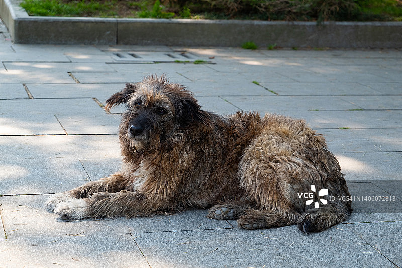 一只孤独的棕色大狗，爪子和嘴都是白色的，躺在柏油路、马路或人行道上。一只悲伤的被遗弃的狗看着镜头。一只无家可归，身上有芯片，经过消毒和注射疫苗的狗，在夏天的一天走在街上。图片素材