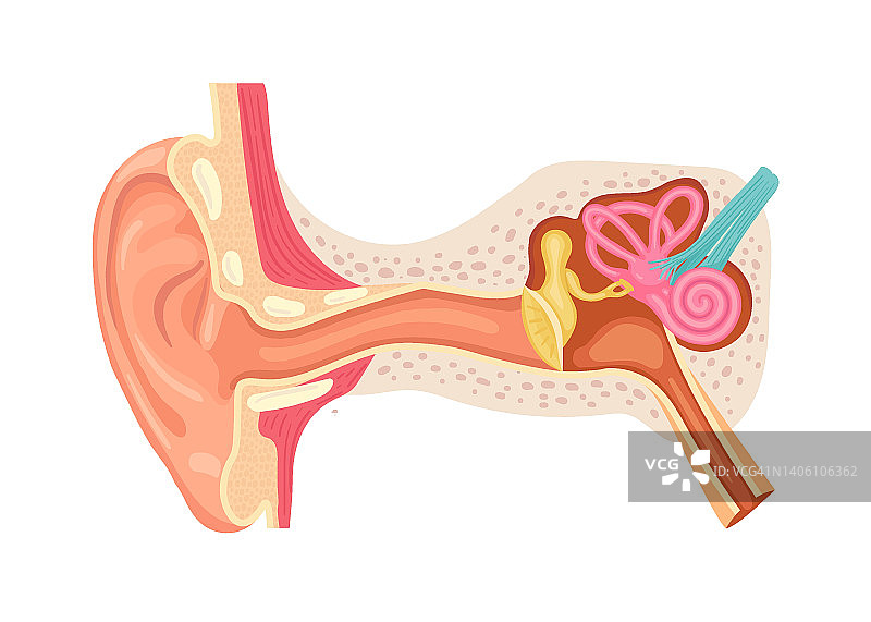 人耳解剖学耳朵内部结构，医学载体插图图片素材