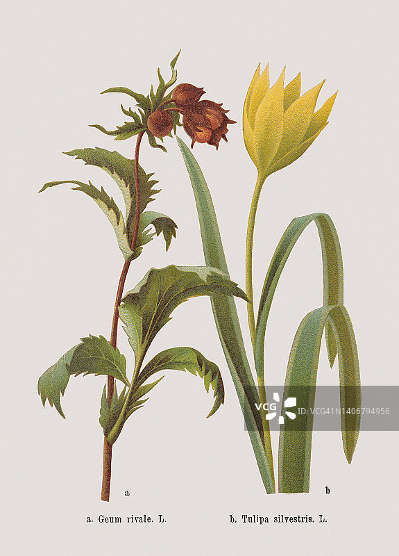 春花(蔷薇科，百合科)，彩色石刻，1884年出版图片素材