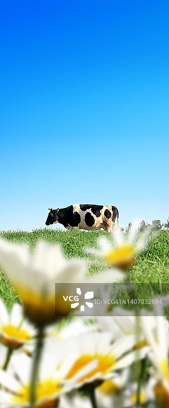 一牛一草的田园风光图片素材