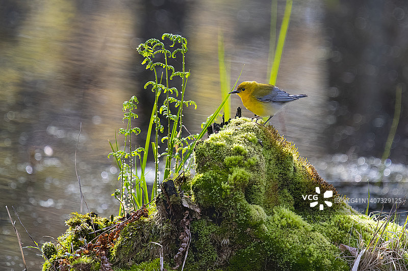 原声莺在其自然栖息地图片素材
