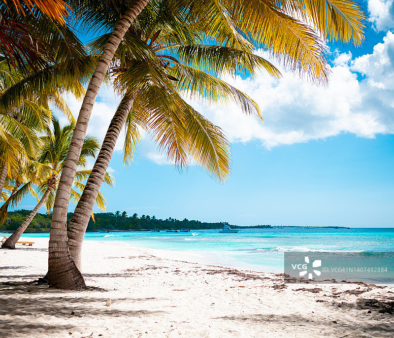 热带白色沙滩，棕榈树和大海图片素材