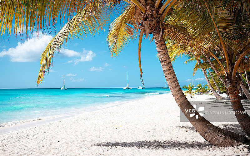 热带白色沙滩，棕榈树和大海图片素材