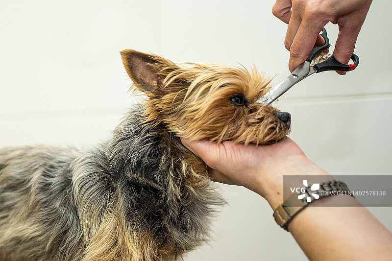 特写约克郡猎犬在美容师得到新发型图片素材