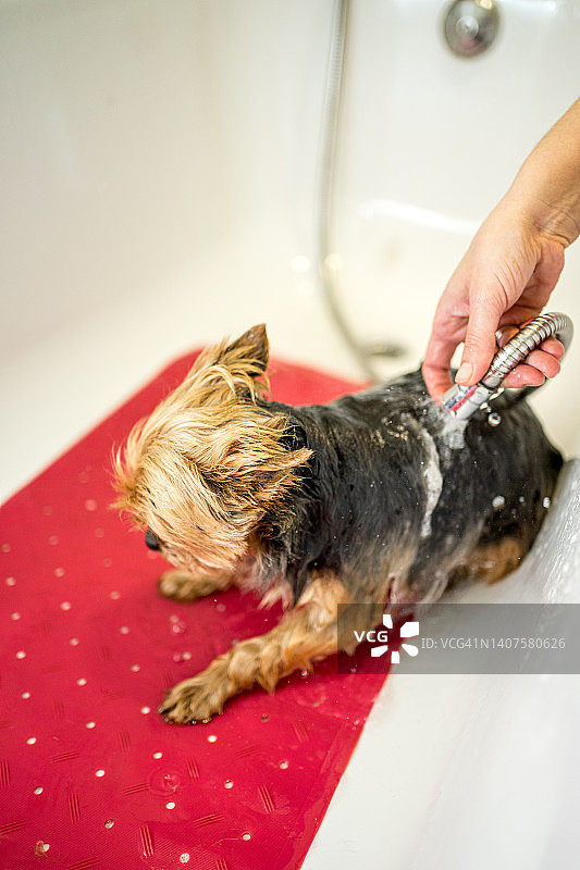 约克郡犬在宠物美容沙龙洗澡。垂直的。图片素材