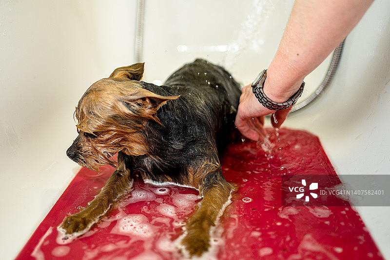 狗在宠物美容院洗澡。图片素材