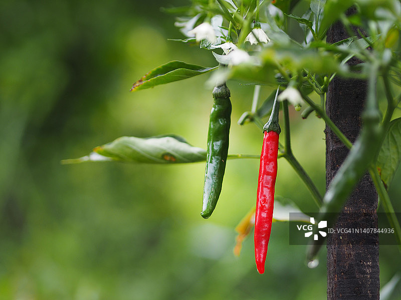 绿色的泰国辣椒辣椒帕蒂，盛开在花园的自然背景，辣椒年图片素材