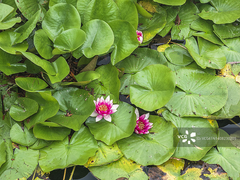 粉红色的睡莲，生长在河流植物的绿色花瓣之间图片素材