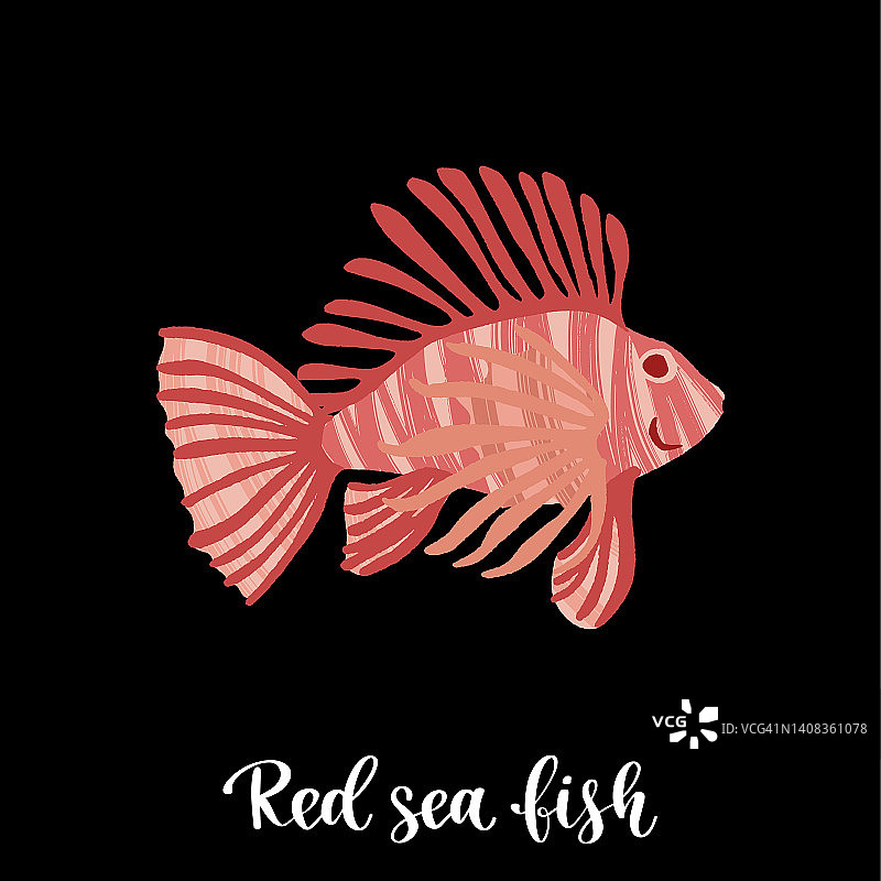 红海、太平洋和印度洋的彩色热带鱼生活在珊瑚附近。图片素材