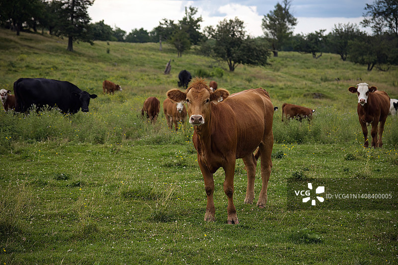 棕色的奶牛群在绿色的田野上，乡村的奶牛场，动物农业图片素材