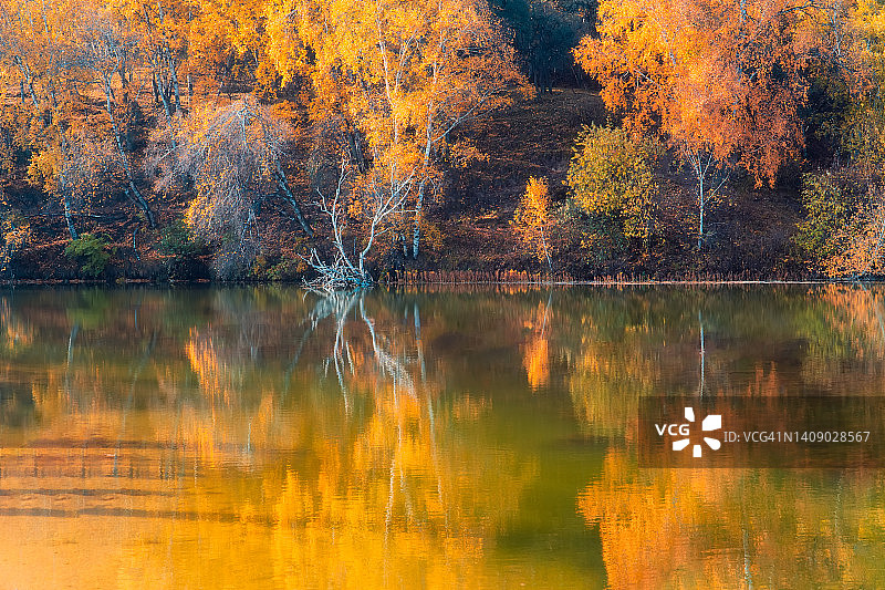 秋天湖边的黄树图片素材