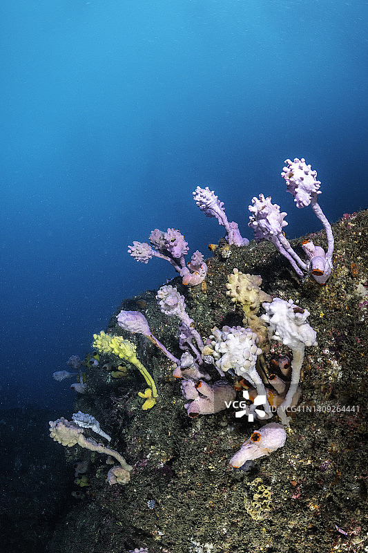 杰维斯湾海岸公园的软珊瑚图片素材