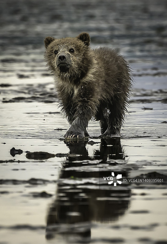 灰熊/棕熊幼崽在泥里寻找蛤蜊，看着摄影师图片素材