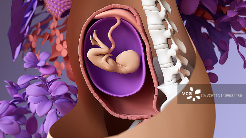 胚胎到新生儿的旅程，
受精，胚胎发育，囊胚着床和胎儿发育。图片素材