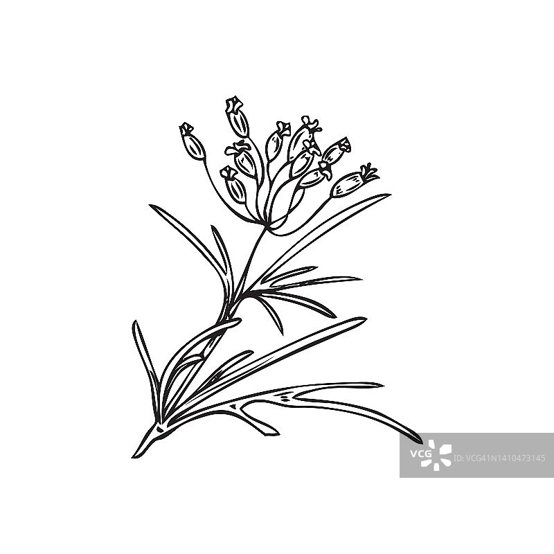 手绘孜然开花植物的轮廓，素描矢量插图孤立在白色背景。图片素材