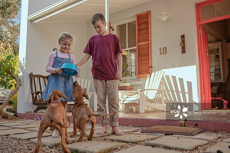 快乐的孩子们在后院喂他们的两只狗。兄弟姐妹通过在家照顾宠物学会负责任。小女孩和小男孩在玩脊背犬图片素材