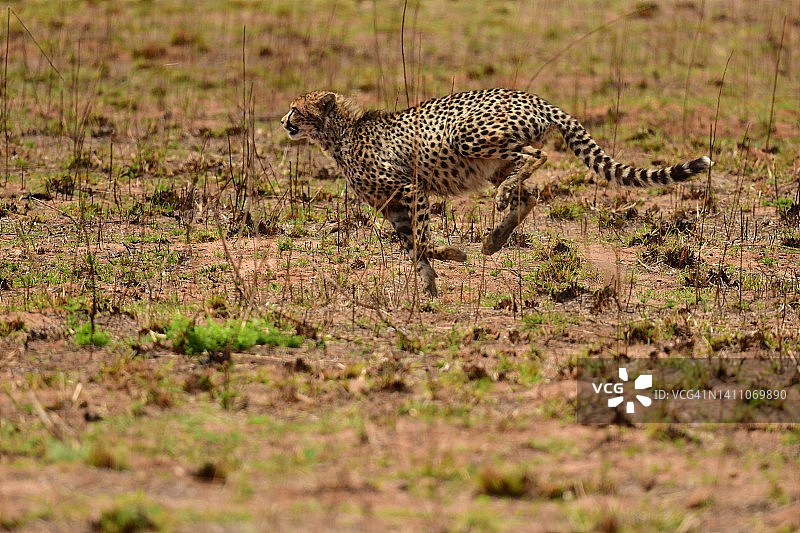 野生猎豹在南非全速奔跑图片素材