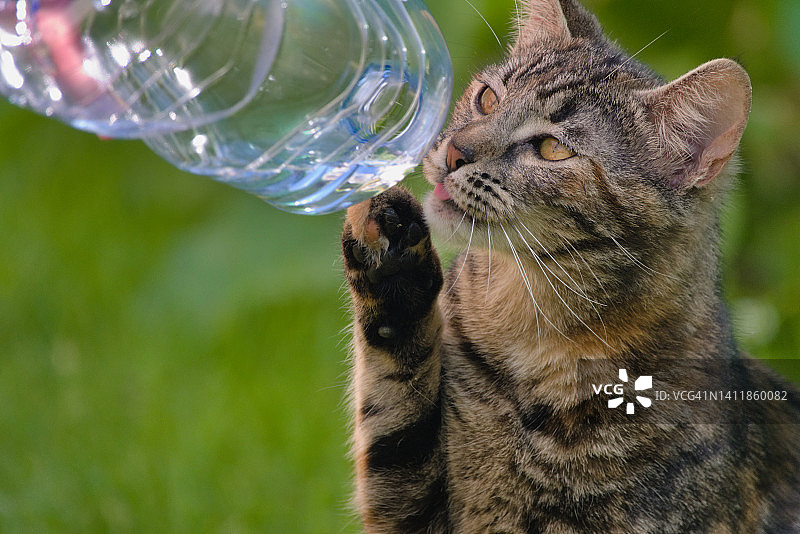 一只猫想喝一瓶水图片素材