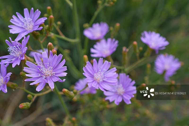 美丽的野生紫丁香或紫色的花盛开在绿色的草地上，在一个阳光明媚的夏天。手机屏幕和显示屏上的自然背景、屏保或墙纸。零售展示。模糊的背景。图片素材