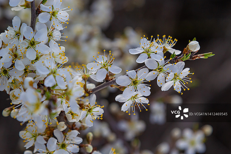 黑刺李刺李植物灌木白花绽放绽放细节春天野生果实图片素材