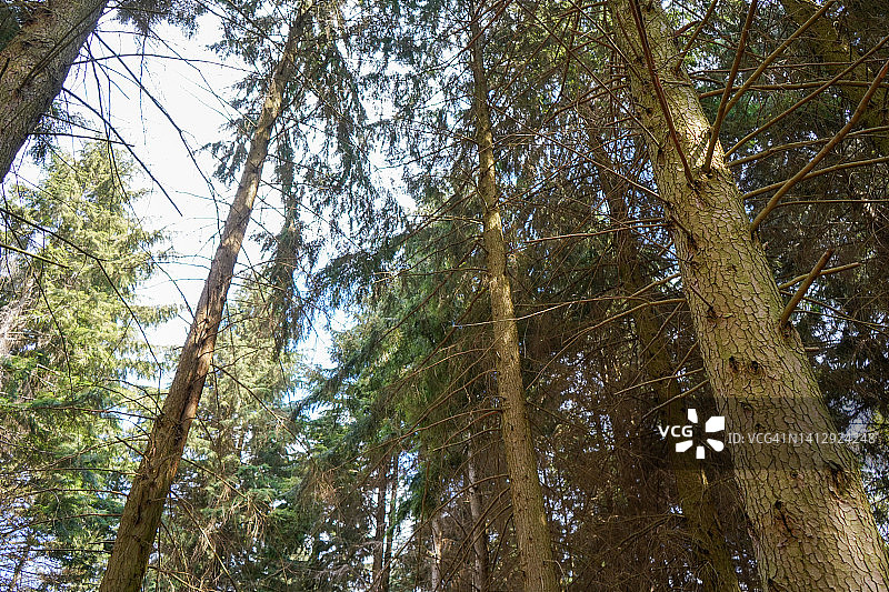 抬头看着高大的松树树冠图片素材