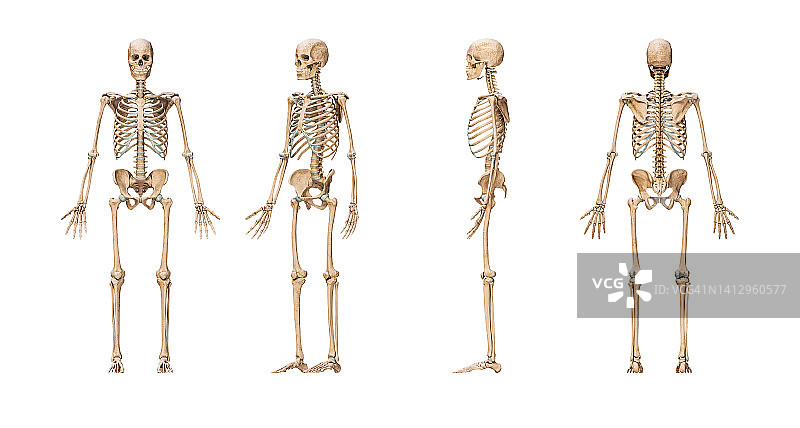 准确的人体骨骼系统与成年男性骨骼分离在白底三维渲染插图。前、侧、后视图。解剖、医学、骨科保健、科学概念。图片素材