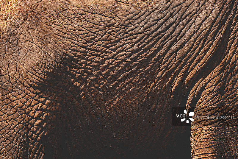 近距离拍摄野生动物大象般光滑而褶皱的皮革纹理，漫步自由活动图片素材