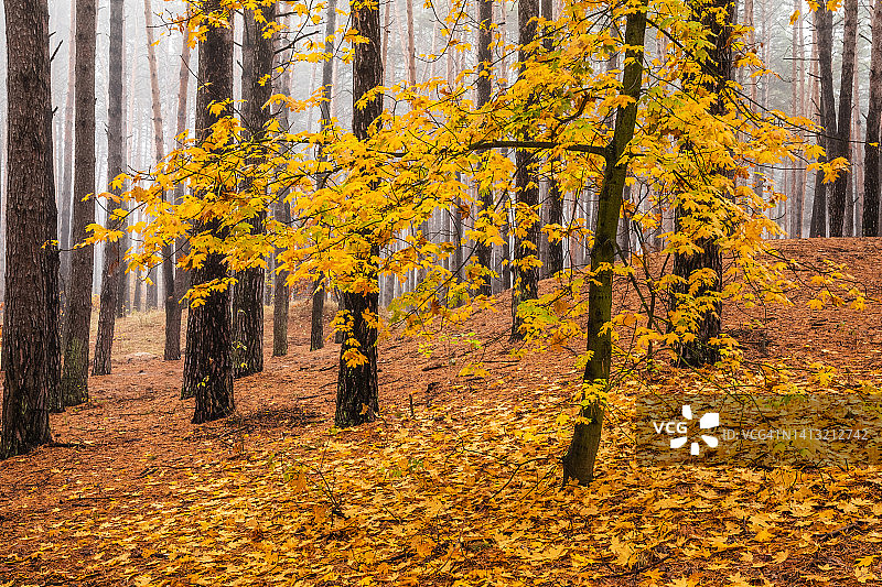秋天森林的早晨，雾蒙蒙的，树叶美丽图片素材