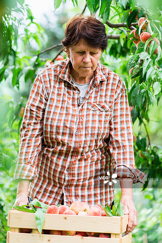 年长的女农民在花园里采摘有机桃子图片素材