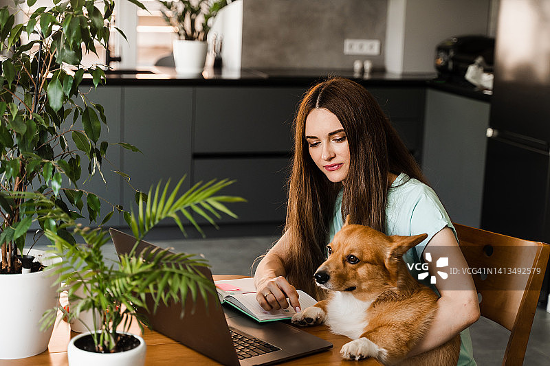 设计师女孩与柯基狗工作在线笔记本电脑和同事沟通。在主场与威尔士柯基彭布罗克合作。带宠物的远程工作方式。图片素材