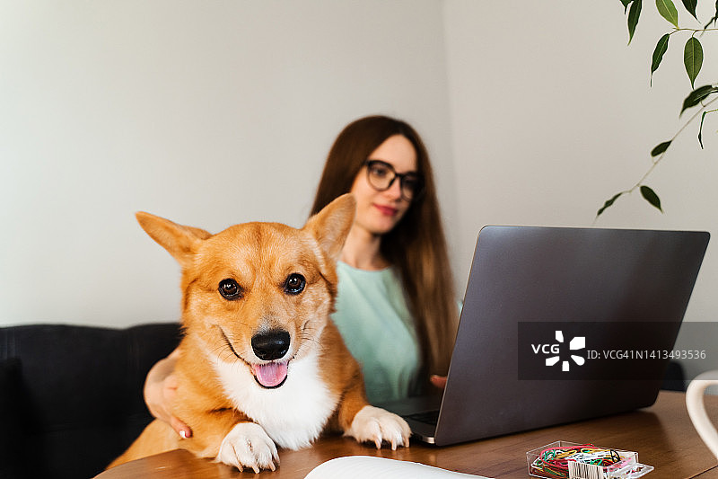 戴眼镜的女商人正在上网玩笔记本电脑，拥抱柯基狗。IT专家女孩远程工作和爱抚她的狗与威尔士柯基彭布罗克。家里养宠物的生活方式。图片素材