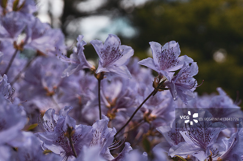 早春时节蔓生杜鹃花的美丽图片素材