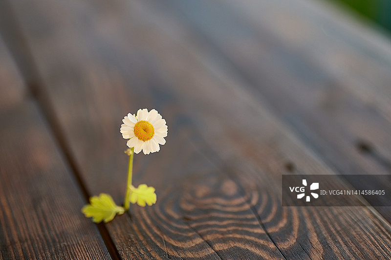 对木板开花植物的特写图片素材