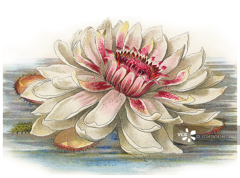 植物学，睡莲(维多利亚王菊，维多利亚亚马逊)古老的彩色石刻插图图片素材