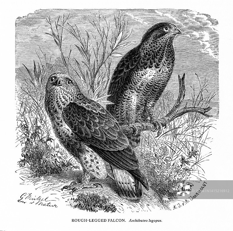 粗腿猎鹰，鸟，古董美国雕刻:自然历史，1885年图片素材