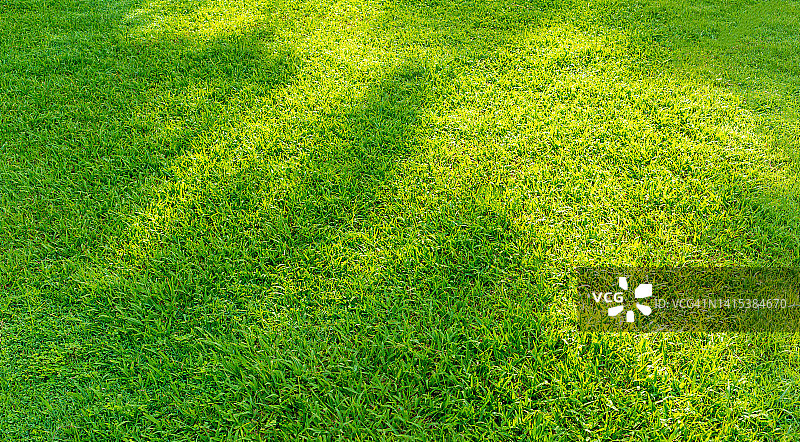 绿色草地纹理背景，抽象绿色草坪背景与早晨的阳光。足球场和高尔夫球场的概念图片素材