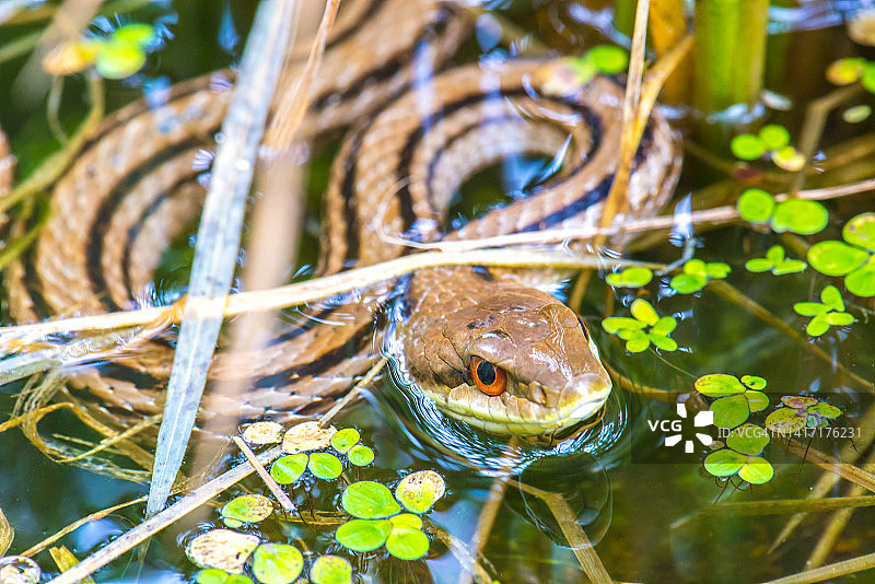 小生物群落中的日本条纹蛇。图片素材