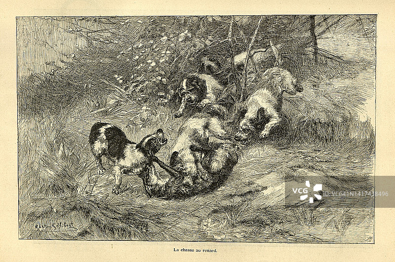 一群狗攻击一只狐狸，La chasse au renard，猎狐，法国19世纪图片素材