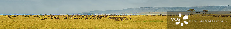 蓝色角马(Connochaetes taurinus)，又称普通角马、白胡子角马或有斑纹的牛羚，是一种大型羚羊。肯尼亚马赛马拉国家保护区图片素材
