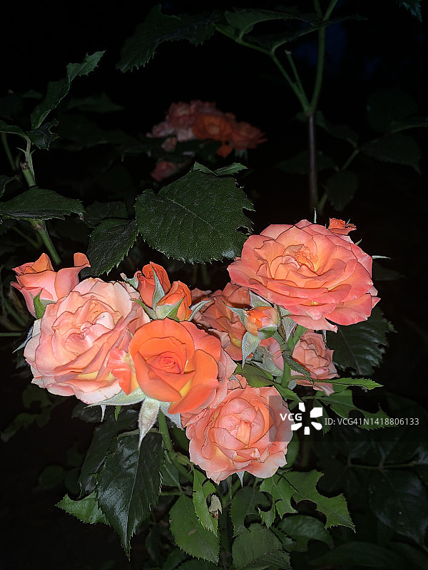 粉红色的玫瑰丛在晚上图片素材