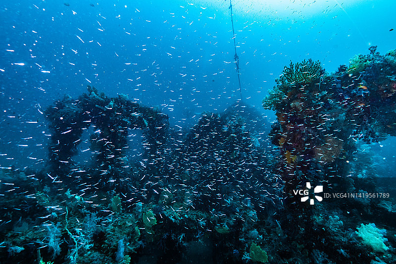 一群小鱼对抗人工礁石图片素材