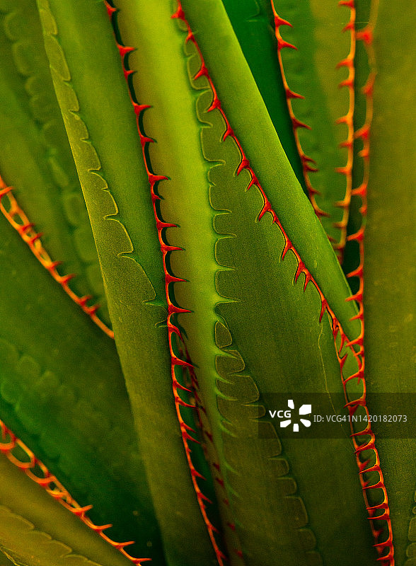 彩色操纵绿色和红色芦荟植物显示带刺的叶子图片素材