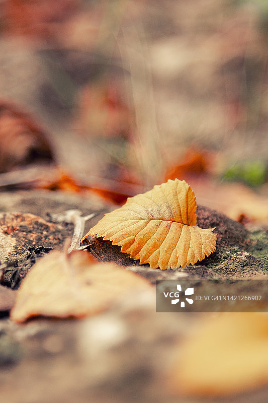 秋天黄色荷兰榆树叶子的特写图片素材