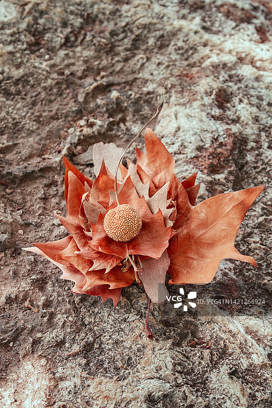 秋天，橙色的枫叶和种子堆叠的特写图片素材