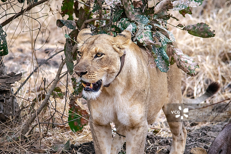 一只美丽的狮子在狩猎后休息的特写图片素材