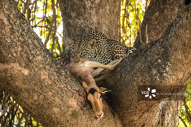 一只豹在树上吃黑斑羚的特写图片素材
