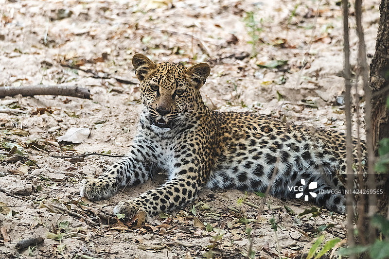 猎豹幼崽在吃完东西后在灌木丛中休息的特写图片素材